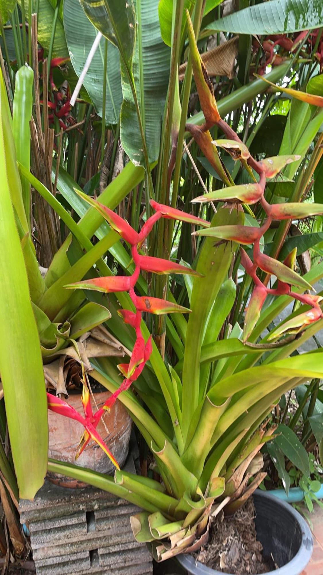 Phow Homestay Ban Mai  Luaran gambar
